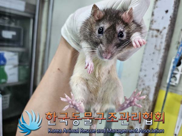 종료(입양) 랫트의…